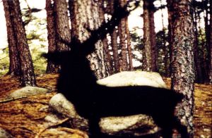 STAG shooting